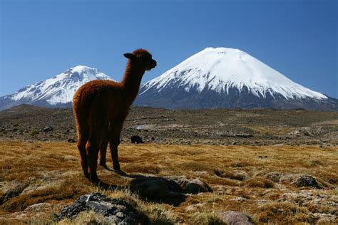 Alpacasino Chile